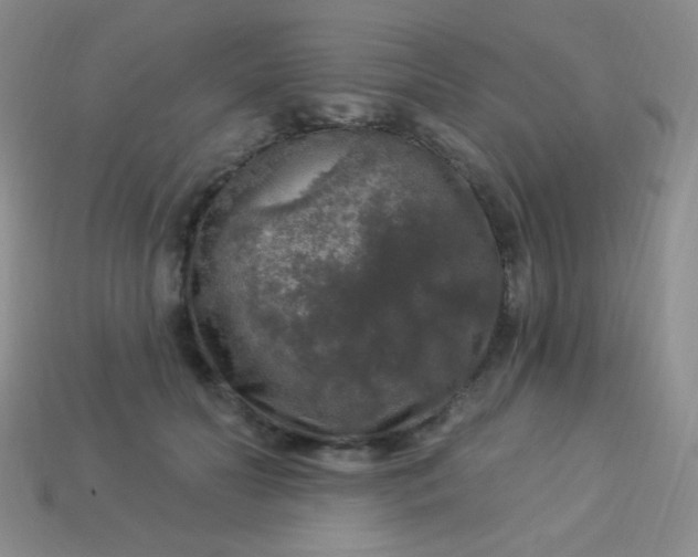 X0000113960606200910091631