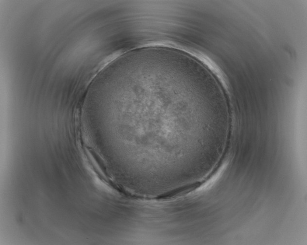 X0000113961001200910091625