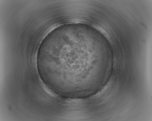 X0000113961039200910091625