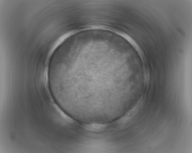 X0000113961294200910091621