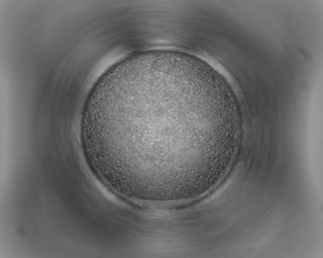 X0000113961333200910091621