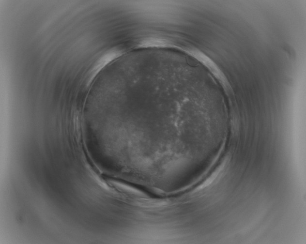 X0000113961337200910091621