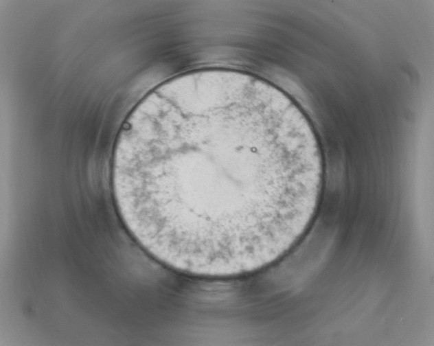 X0000113961338200910091621