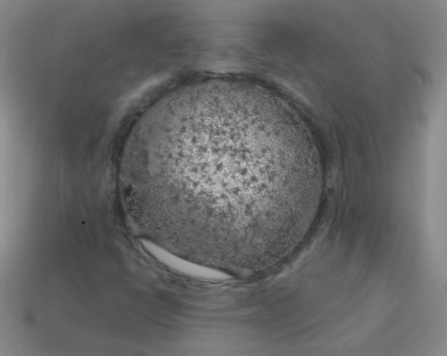 X0000113961398200910091620