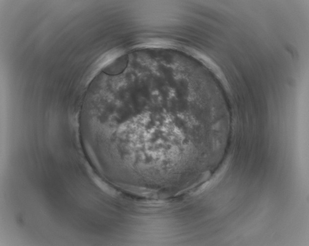 X0000113961425200910091620