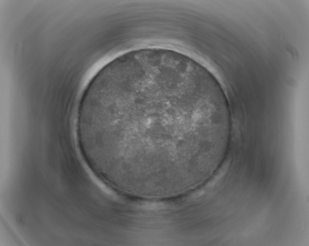 X0000113961525200910091619