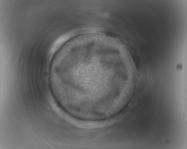 X0000113960006200910162015