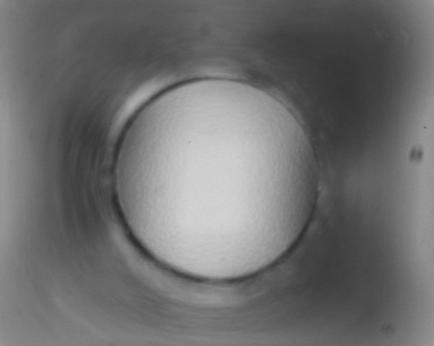 X0000113960008200910162015