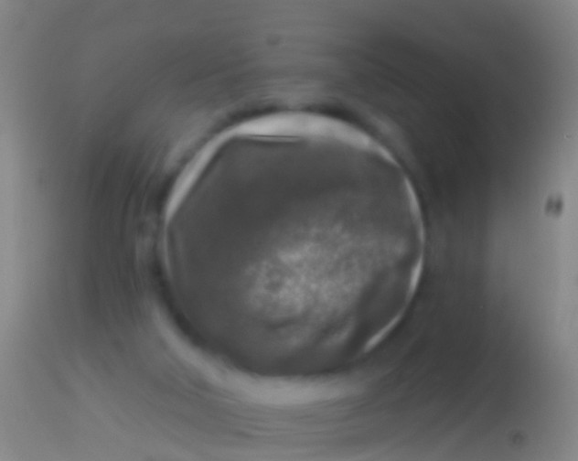 X0000113960018200910162014