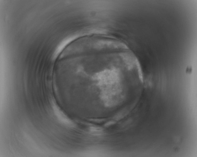 X0000113960052200910162013