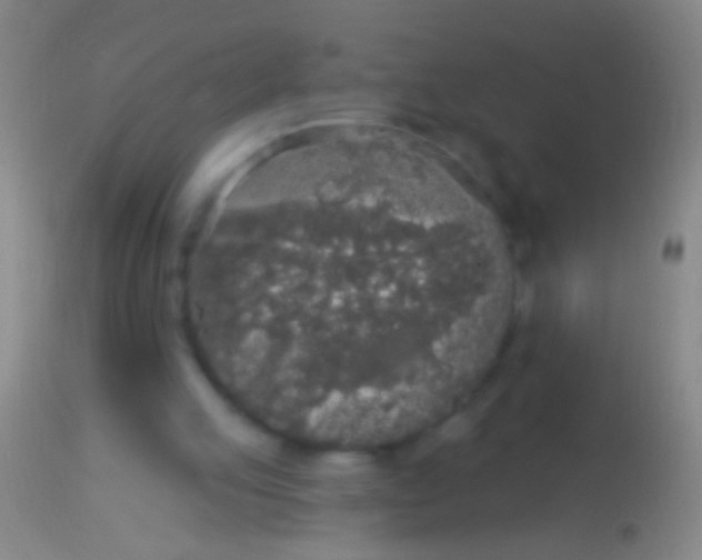 X0000113960053200910162013