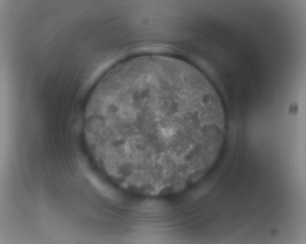 X0000113960063200910162013