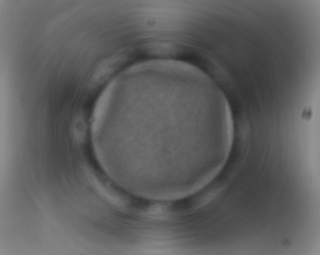 X0000113960080200910162014