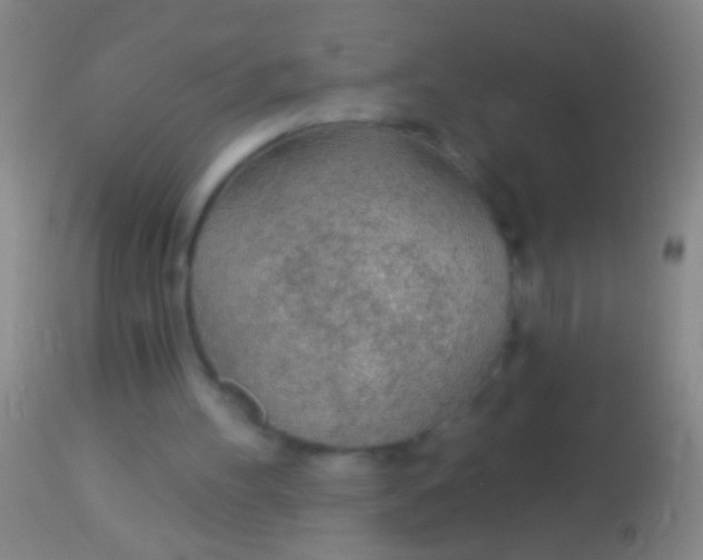 X0000113960100200910162013