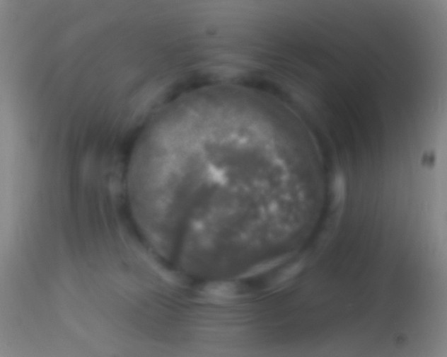 X0000113960181200910162012