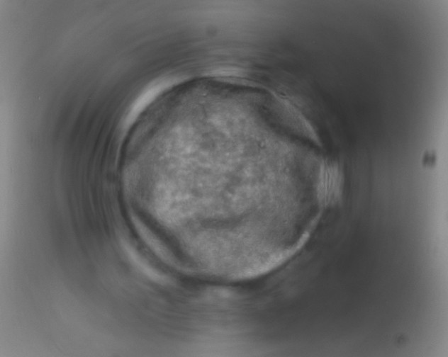 X0000113960195200910162012