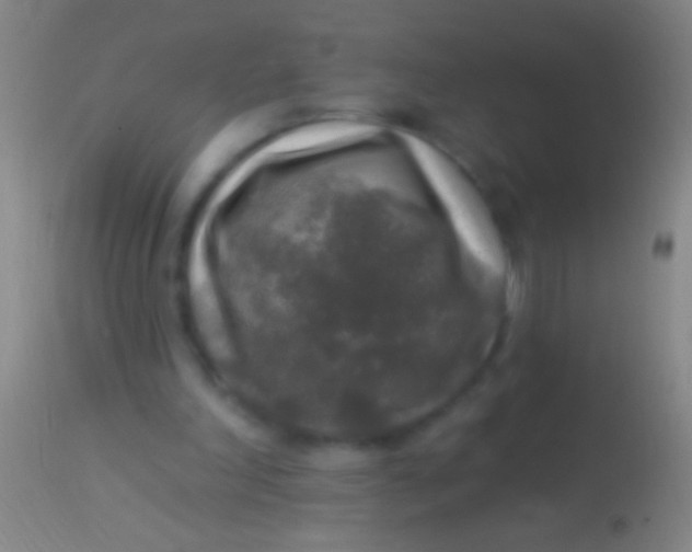 X0000113960198200910162011