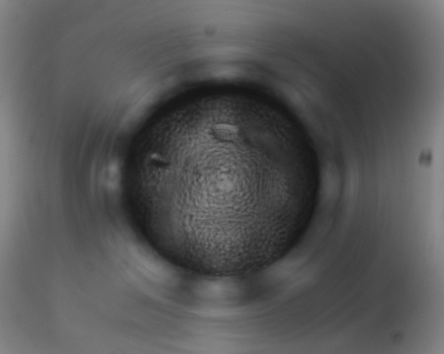 X0000113960286200910162011