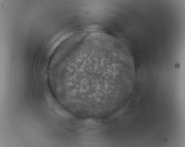 X0000113960290200910162010