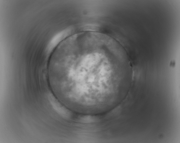 X0000113960293200910162010