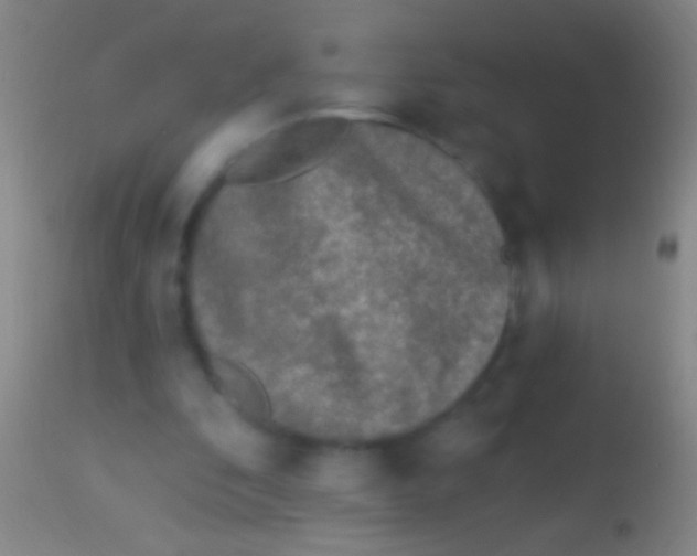 X0000113960296200910162010