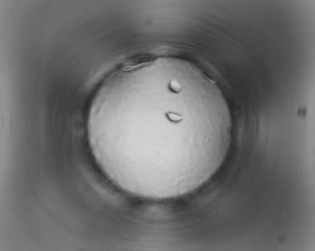 X0000113960303200910162010