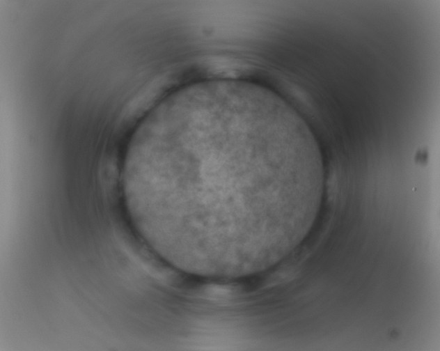 X0000113960314200910162010