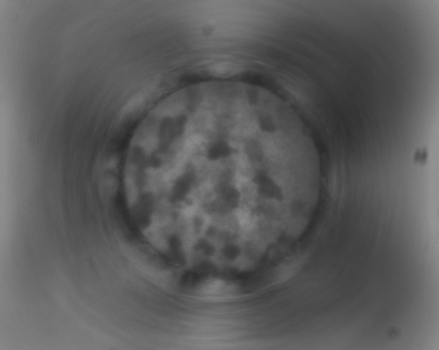 X0000113960319200910162010