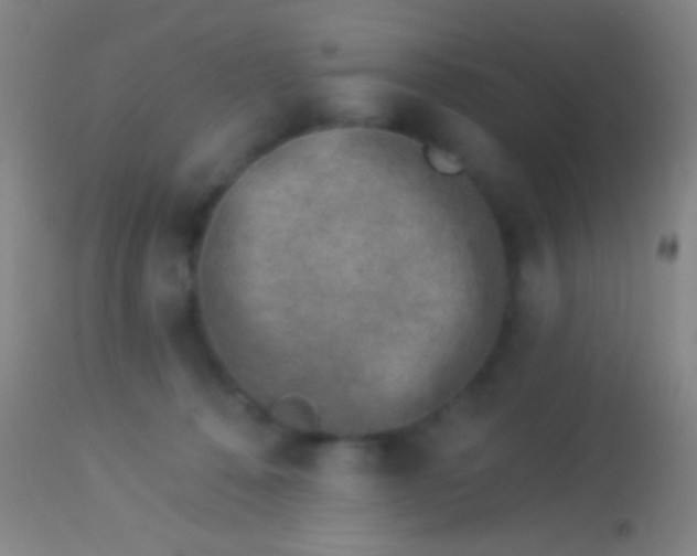 X0000113960320200910162010