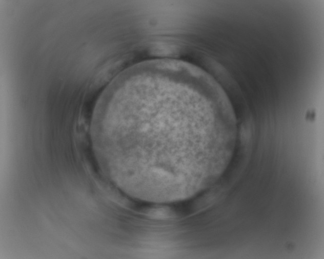 X0000113960322200910162010