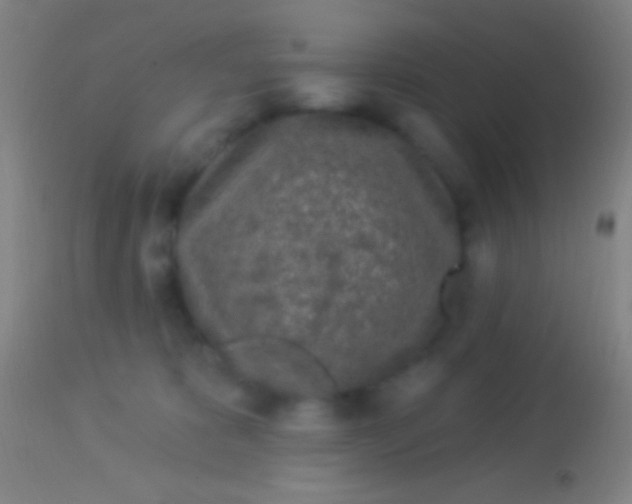 X0000113960325200910162010