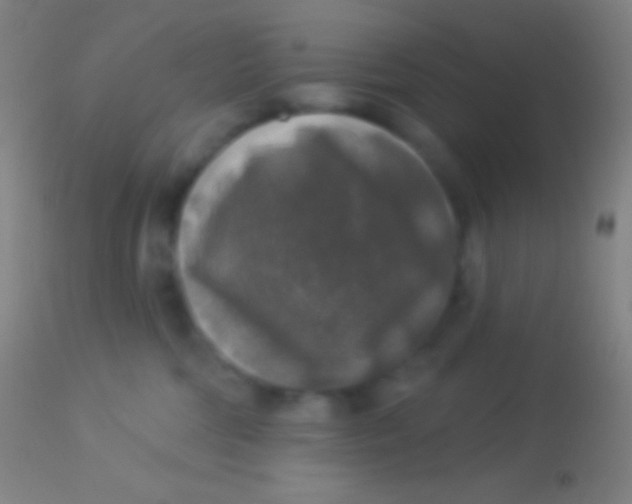 X0000113960330200910162009