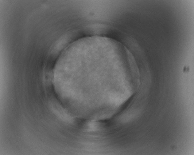 X0000113960336200910162009