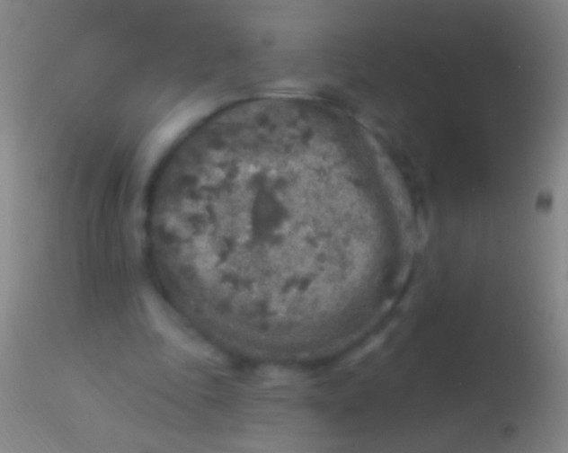 X0000113960343200910162009