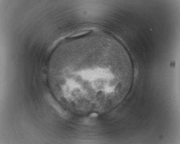 X0000113960345200910162009