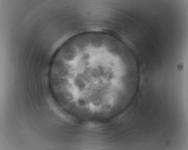 X0000113960346200910162009