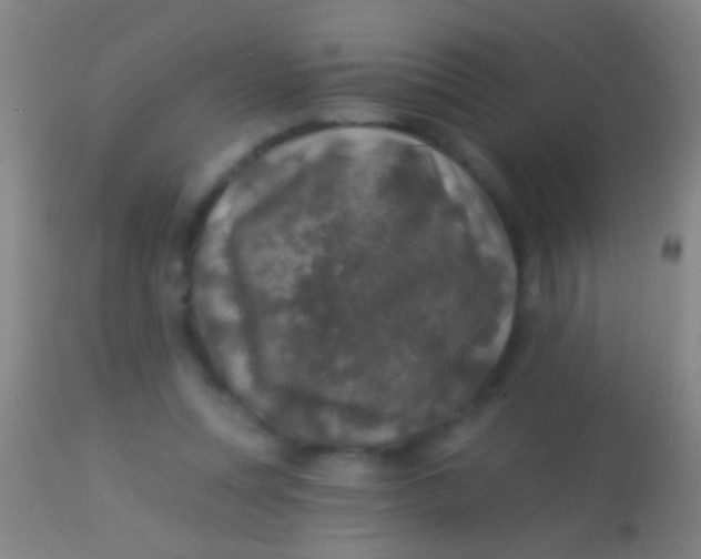 X0000113960351200910162009