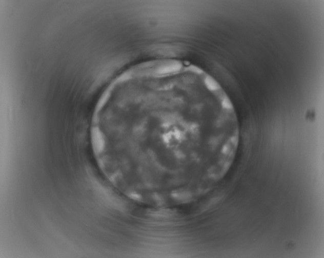 X0000113960359200910162009