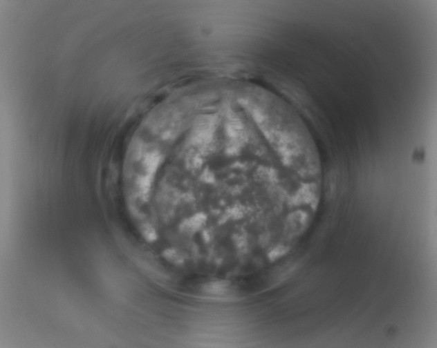 X0000113960365200910162009