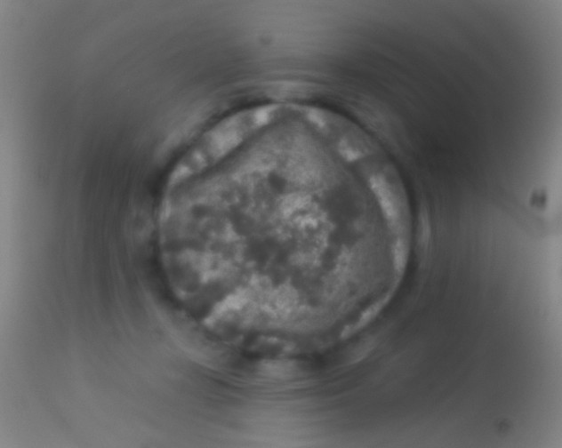 X0000113960367200910162009