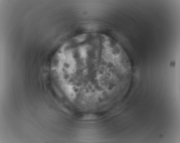 X0000113960369200910162009