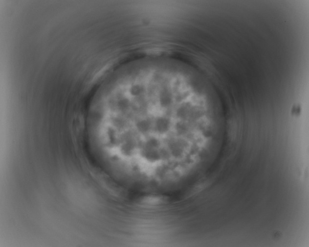 X0000113960375200910162009