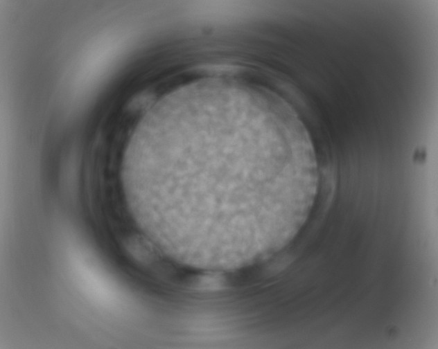 X0000113960381200910162009