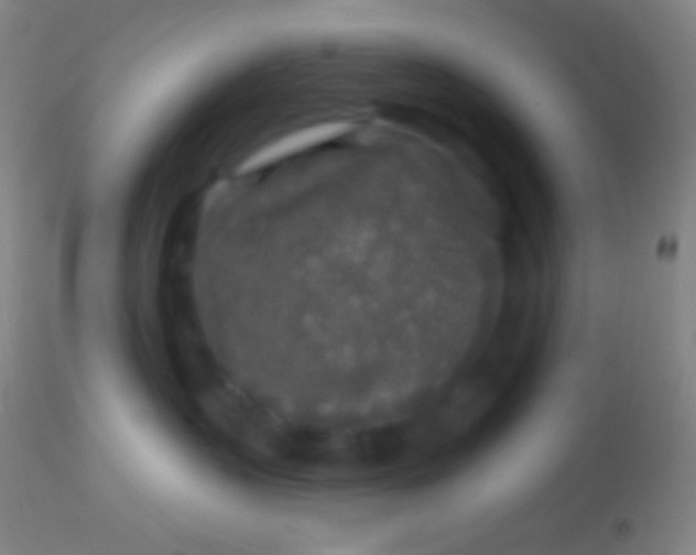 X0000113960383200910162009