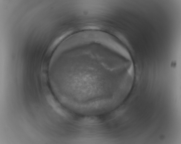 X0000113960386200910162008