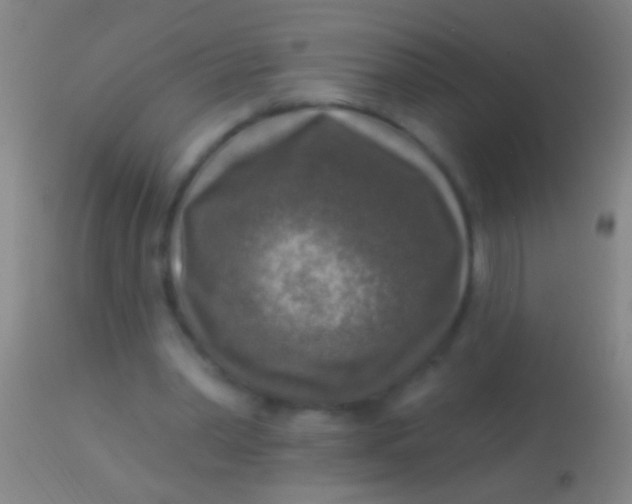 X0000113960390200910162008