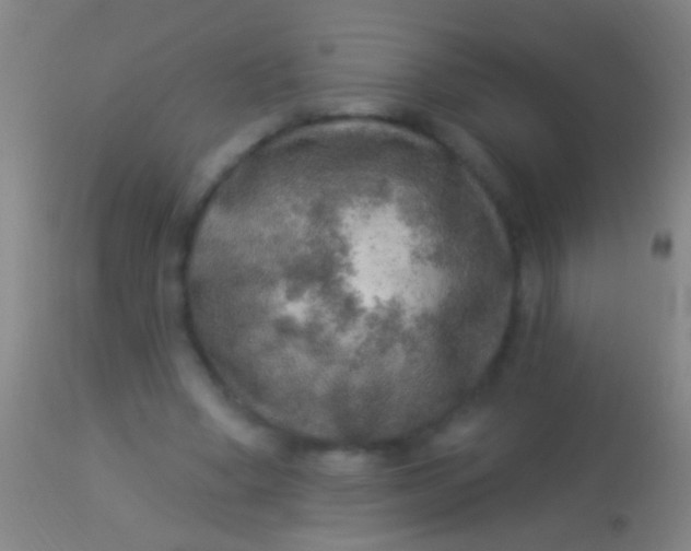 X0000113960394200910162008