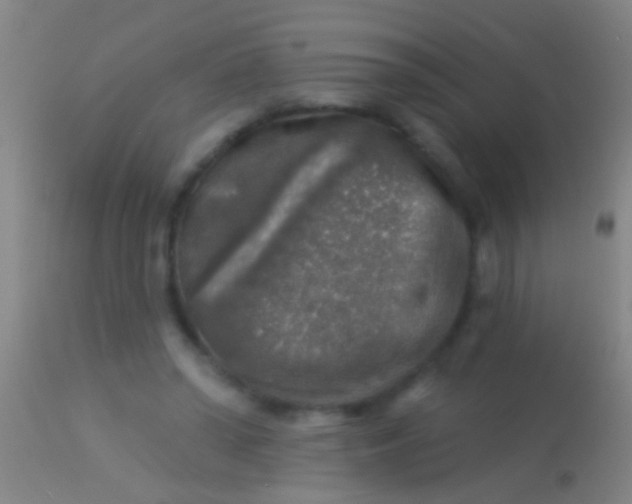 X0000113960398200910162008