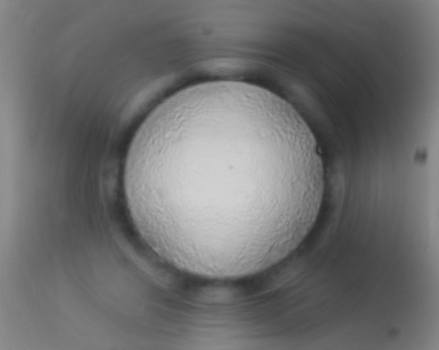 X0000113960404200910162008