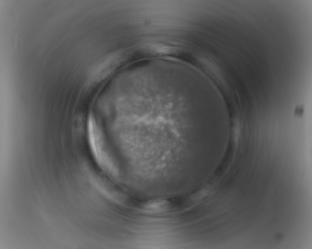 X0000113960410200910162008